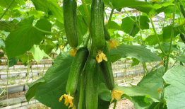 今日份吃瓜现场图片,揭秘吃瓜现场幕后真相