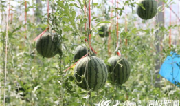 五一今日热门吃瓜视频,揭秘五一假期里的爆笑美食事件