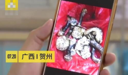 蘑菇视频在线看,在线观看的视听盛宴